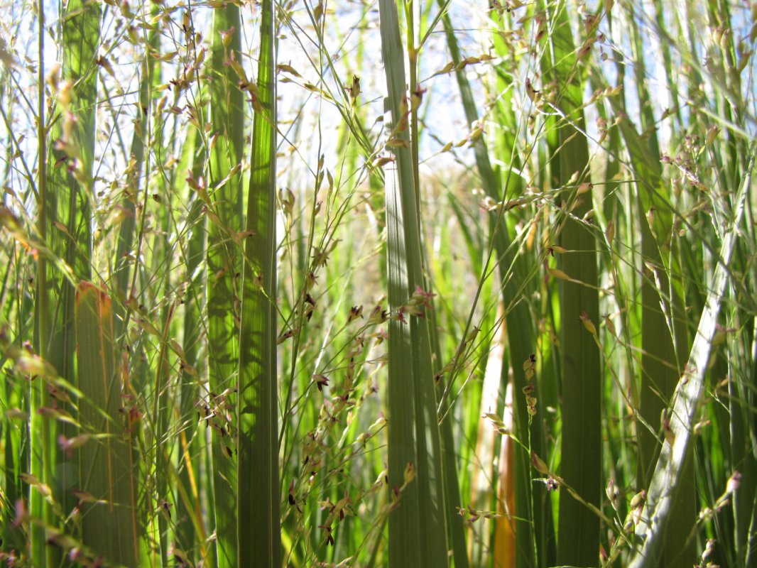 Deco: Bamboo