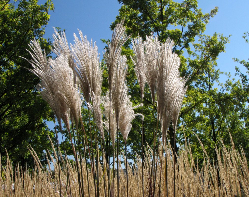 Deco: Reed