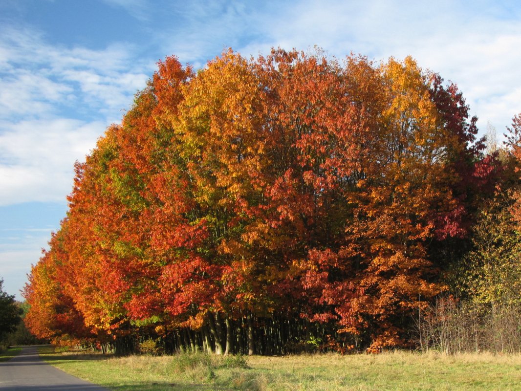 Deco: Autumn Trees