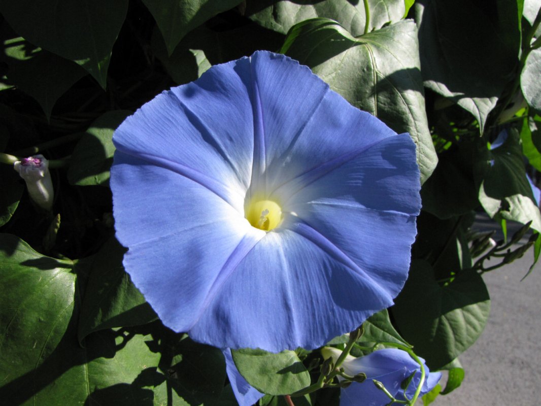 Deco: Blind weed