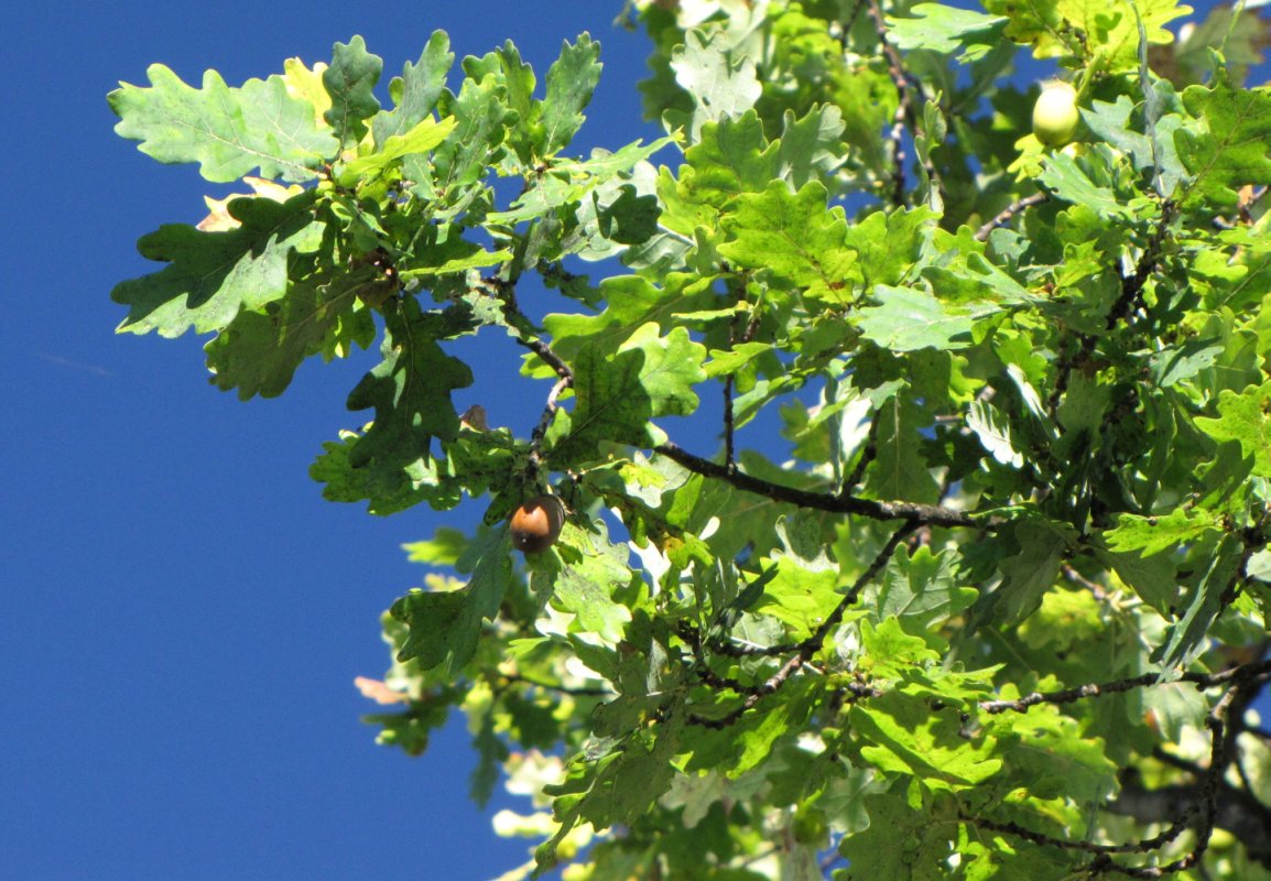 Deco: Oak