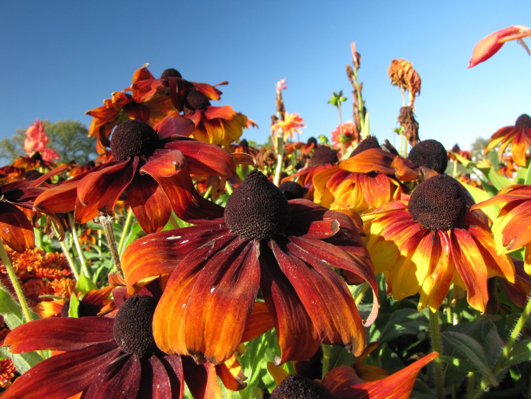 Deco: more flowers