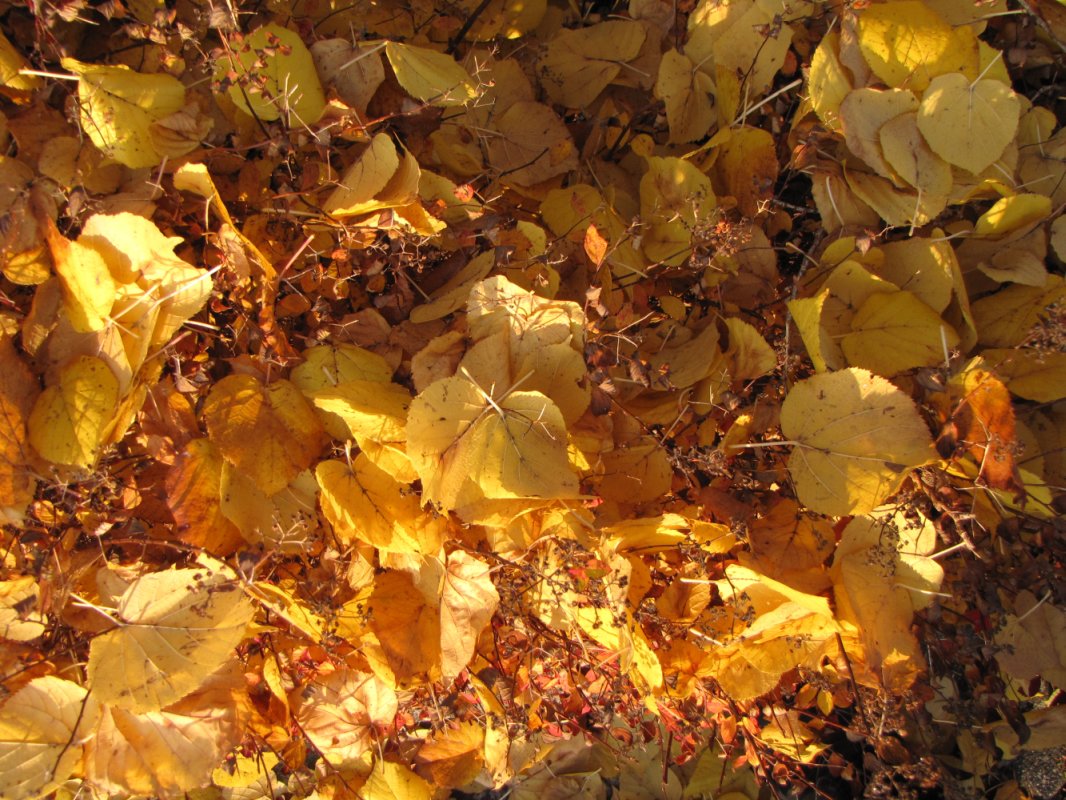 Deco: Autumn leaves