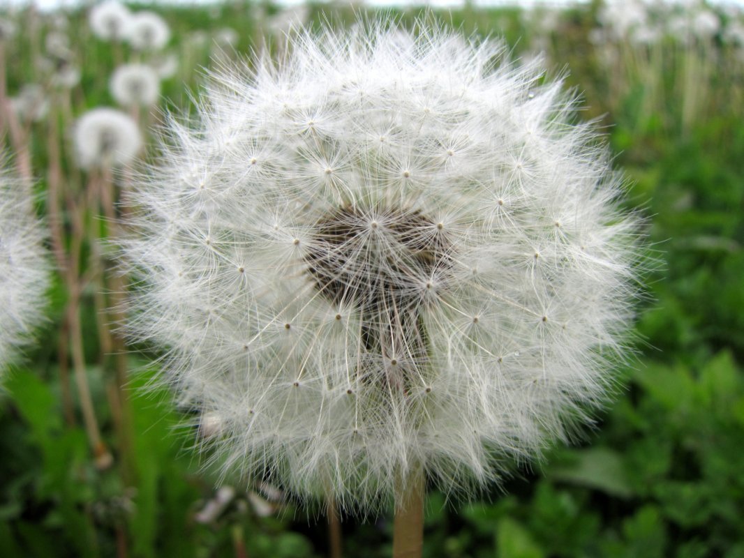 Deco: dandelion