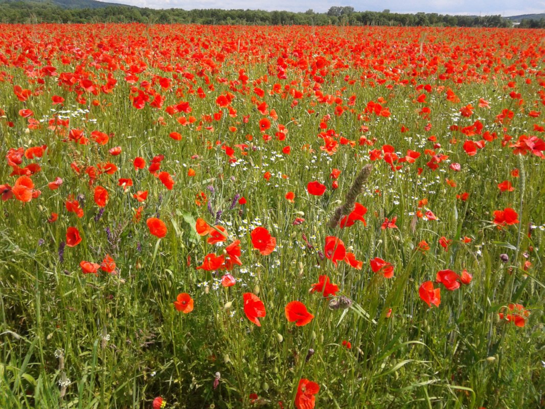 Deco: poppy